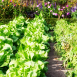 Gardening Hacks – 10 Easy Tips for a Producing Vegetable Garden
