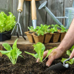 Square Foot Gardening Planting Guide