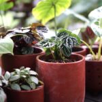 Reasons to Start a Garden