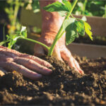 Maintaining Proper Garden Maintenance