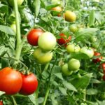 Guide for Vegetable Gardening
