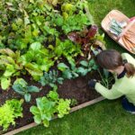 Basics for Soil Mix & Container Gardening